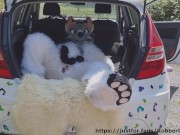 Fluffy car with fun 3/16