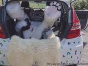 Fluffy car with fun 4/16