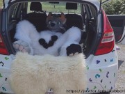 Fluffy car with fun 5/16
