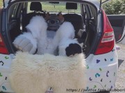 Fluffy car with fun 6/16