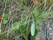 Can’t Hold My Pee, Pissing on Side of the Road - Dane Coxx 1/16