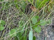 Can’t Hold My Pee, Pissing on Side of the Road - Dane Coxx 11/16