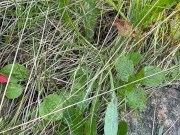 Can’t Hold My Pee, Pissing on Side of the Road - Dane Coxx 14/16