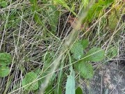 Can’t Hold My Pee, Pissing on Side of the Road - Dane Coxx 7/16