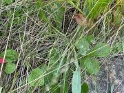 Can’t Hold My Pee, Pissing on Side of the Road - Dane Coxx 8/16