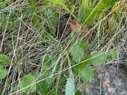 Can’t Hold My Pee, Pissing on Side of the Road - Dane Coxx 9/16