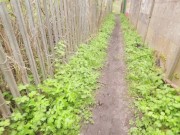 Real Life Asian Succubus Enjoys Her New Prey 1/16