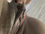 Edging Fat Wet Pussy Hard W Nipple Clamps & Lace Light Touch Big Clit BigContractions TightPussy💦 4/16