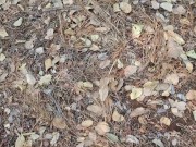 A stroll through the forest into the outdoor toilet for an immaculate ejaculation 3/16