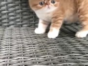 Милые киски только познают мир 10/16