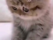 Милые киски только познают мир 14/16