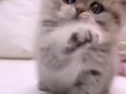 Милые киски только познают мир 15/16