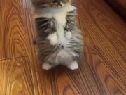 Милые киски только познают мир 2/16