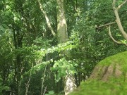 Pissing in the woods 13/16