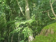 Pissing in the woods 14/16