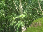 Pissing in the woods 15/16