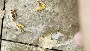 My small cock pissing outside