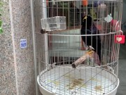 A talking bird in Vietnam. Saigon 1/16