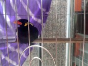 A talking bird in Vietnam. Saigon 10/16