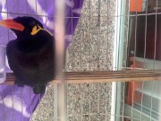 A talking bird in Vietnam. Saigon 11/16