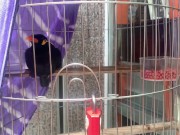 A talking bird in Vietnam. Saigon 12/16