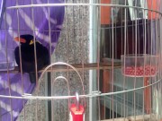 A talking bird in Vietnam. Saigon 13/16