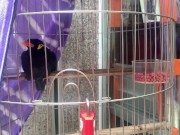 A talking bird in Vietnam. Saigon 14/16