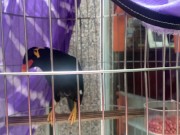 A talking bird in Vietnam. Saigon 15/16