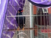 A talking bird in Vietnam. Saigon 16/16