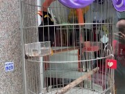 A talking bird in Vietnam. Saigon 3/16