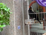 A talking bird in Vietnam. Saigon 4/16