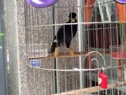 A talking bird in Vietnam. Saigon 6/16