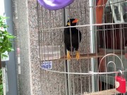 A talking bird in Vietnam. Saigon 7/16