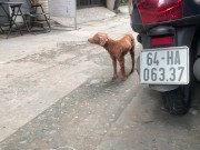 A talking bird in Vietnam. Saigon 9/16