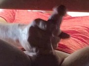 Huge Up Close Pulsating Male Orgasm Compilation Cumming Moaning in 4k 5/16