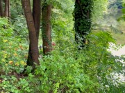 She was so horny that give me blowjob in forest - Tonny and Mia 4/16