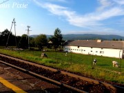 Slutty MILF was whipped in the street for public flashing 4/16