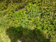 Outdoor Trampling In Boots 8/16