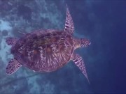 Расслабляющие видео 1/16