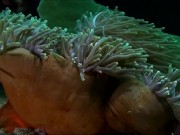 Расслабляющие видео 10/16