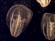 Расслабляющие видео 12/16