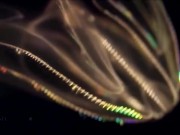 Расслабляющие видео 14/16