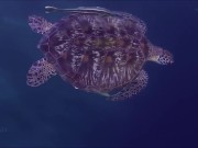 Расслабляющие видео 15/16