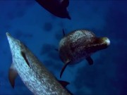 Расслабляющие видео 16/16