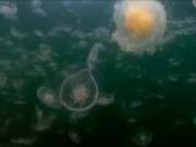 Расслабляющие видео 3/16