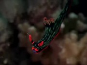 Расслабляющие видео