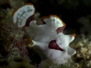 Расслабляющие видео 5/16