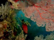 Расслабляющие видео 7/16