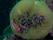 Расслабляющие видео 9/16