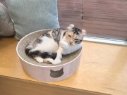 【個人撮影】 プール前に可愛い水着を着た彼女と仰向けフェラチオ♡仰向けおっぱいがエロすぎる彼氏目線の主観映像♡／Japanese amateur hentai 11/16